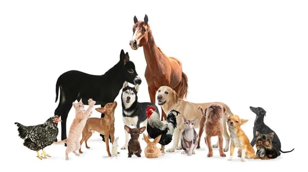 Constellation animale